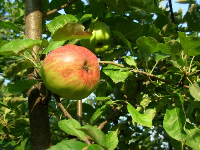 Uprkos suši i tropskoj temperaturi - jabuka dobro rodila