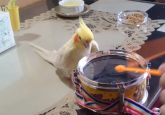Urnebesna reakcija papagaja na ritam bubnja (VIDEO)