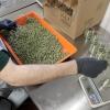 Urugvaj počinje izvoz medicinske marihuane, Nemačka prvi EU klijent