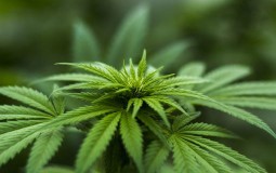 
					Urugvaj počinje izvoz medicinske marihuane, Nemačka prvi klijent iz EU 
					
									