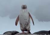 Snimljena retka životinjska vrsta VIDEO