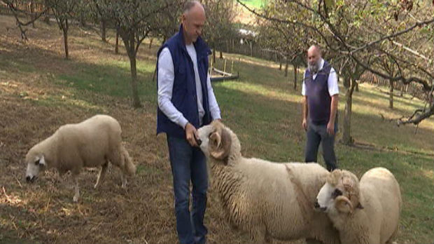 Uspešan razvoj ovčarstva u valjevskom kraju