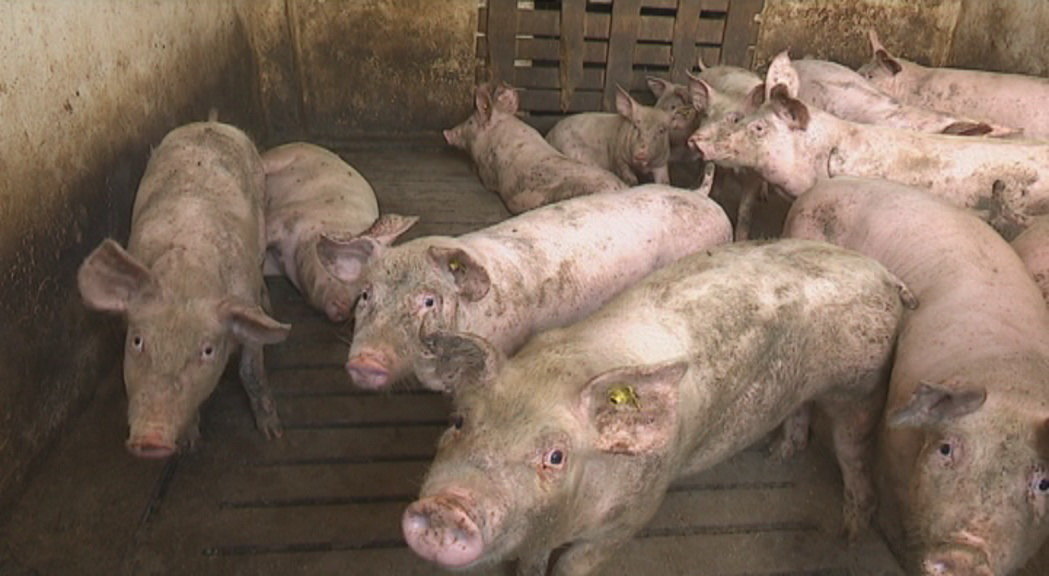 Uspostavljeni brojevi za prijavu uginuća svinja