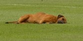 Utakmica u Paragvaju prekinuta jer je pas zaspao na terenu