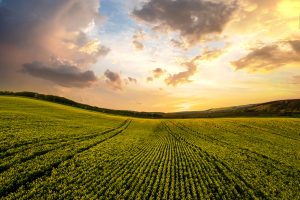Uticaj klimatskih promena na prinos poljoprivrednih kultura