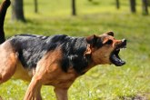 Porez na pse u Srbiji?