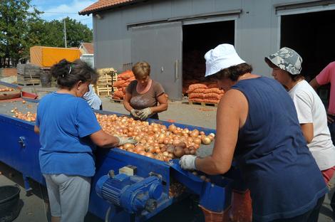Uvoz povrća UNIŠTAVA poljoprivrednike u Semberiji: Crni luk više NIJE ISPLATIV za sejanje