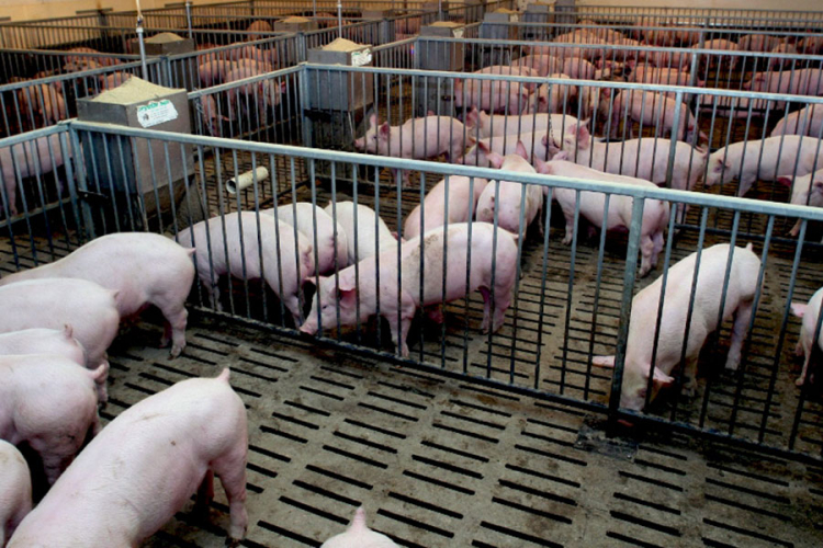 Uvoz svinjskog mesa iz Istočne Evrope gasi domaću proizvodnju