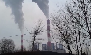 Užas: Najezda zmija u Srbiji, na desetine zmija zarobile pogon termoelektrane!