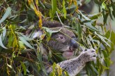Užas na plantaži: Mrtve koale, niko ništa ne zna FOTO