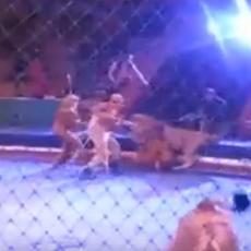 Užas u cirkusu: Besni LAVOVI BRUTALNO NAPALI ukrotitelja! (VIDEO)