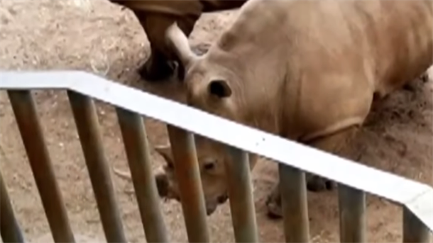 Užas u zoo vrtu: Dete palo u deo sa nosorozima 