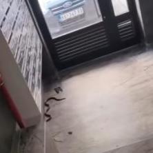 Uzbuna u Srbiji, zmije ulaze u zgrade: Snimak iz Kragujevca zaprepastio sve, svaki sat - nova fotografija ili video! Slične situacije prijavljuju i građani u ostalim gradovima (VIDEO)