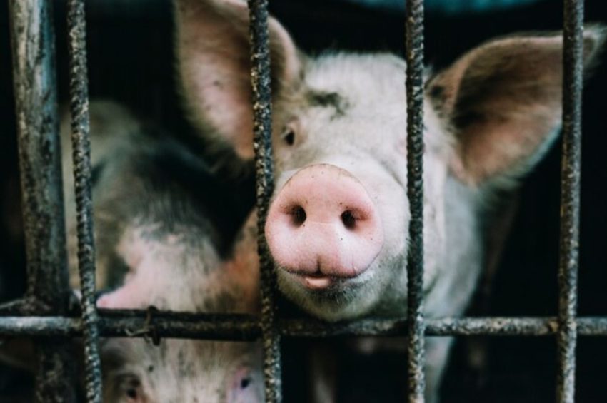 Uzgajaju svinje za transplantaciju organa ljudima usled nedostatka donora