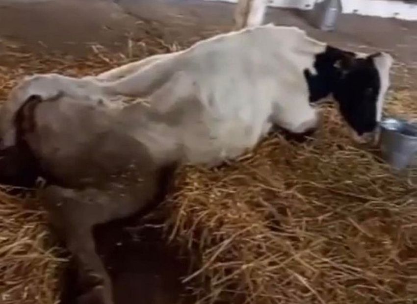 Uznemirujući snimci i fotografije nehumanog odnosa prema životinjama u Poljoprivrednoj školi u Futogu