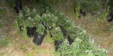V. Gradište: U njivi 678 biljaka marihuane