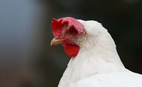 VANREDNE MERE U PRIJEDORU: Potvrđen slučaj ptičjeg gripa, domaćinstvo u karantinu