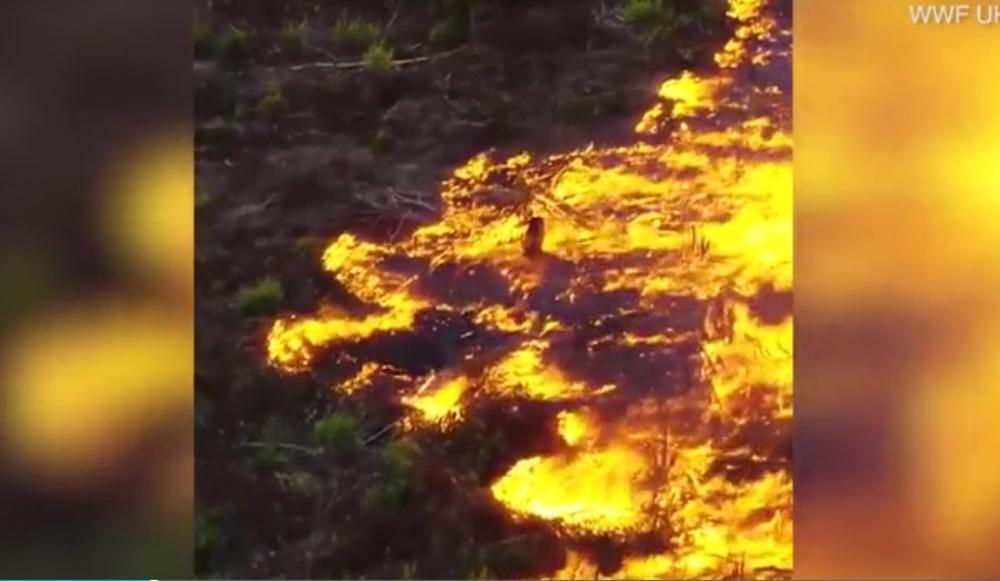 VATRENA STIHIJA I DA LJE UNIŠTAVA AMAZON: Požari u Brazilu vidljivi i IZ SVEMIRA (VIDEO)