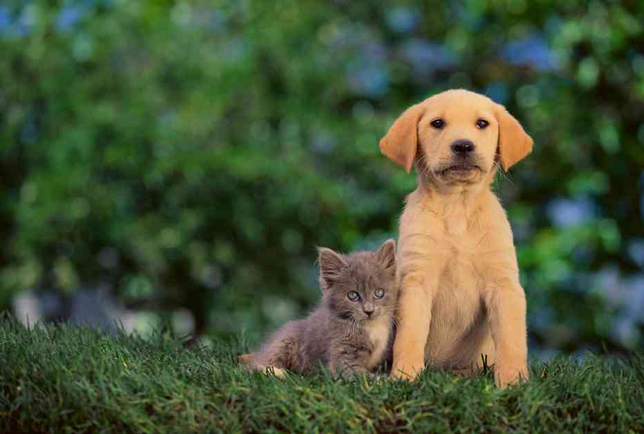 VEČITA DILEMA! Konačno OTKRIVENO ko je PAMETNIJI -  Pas ili mačka? (FOTO)