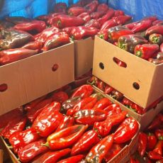 VELIKA POTRAŽNJA I ZA FILETIMA! Zacrvenele se paprike u srpskim selima - velika ulaganja, ali i odlična zarada