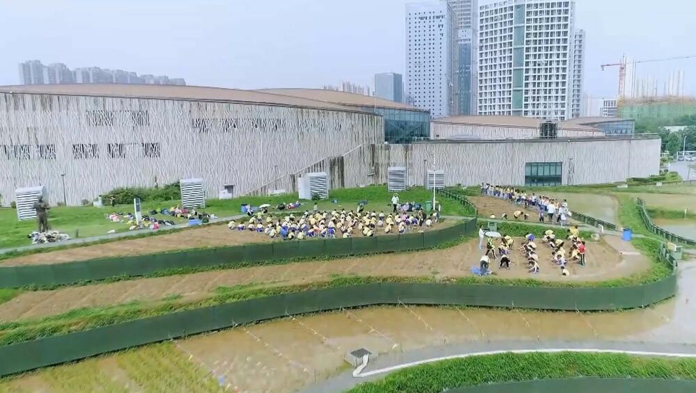 VEOMA VAŽNA NAMIRNICA U KINI Muzej pirinča u provinciji Hunan VIDEO