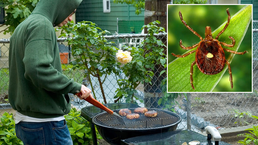 VEROVALI ILI NE: Ako vas ujede ovaj insekt, postaćete alergični na roštilj
