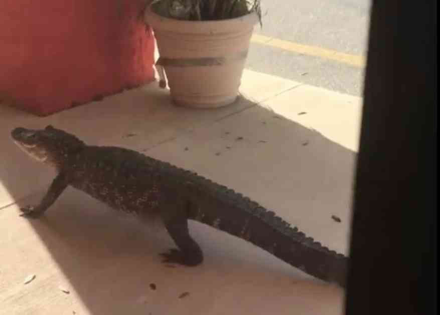 (VIDEO) ALIGATOR U ŠOPINGU: Reptil se prošetao tržnim centrom ne obazirući se na prestravljene kupce
