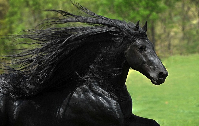 VIDEO: Frederik Veliki - najzgodniji konj na svetu