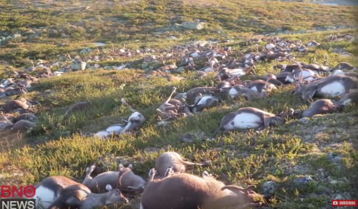VIDEO: Grom ubio 300 irvasa