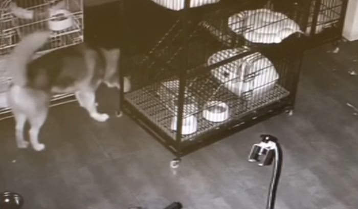 VIDEO: Haski oslobodio sebe i još dva psa iz kaveza