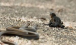 VIDEO: Iguana ipak pobegla zmijama