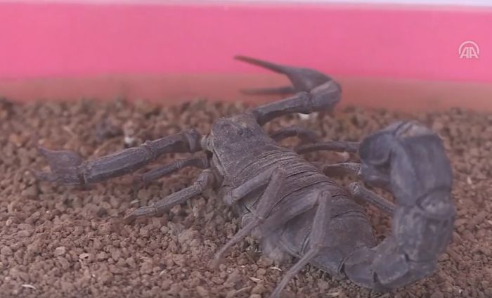 VIDEO: Ispod kuće uzgaja 500 opasnih škorpiona
