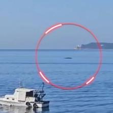 (VIDEO) Izuzetno retka pojava zabeležena u Jadranu: Kit snimljen kod obale Herceg Novog - Stručnjaci pozivaju na oprez