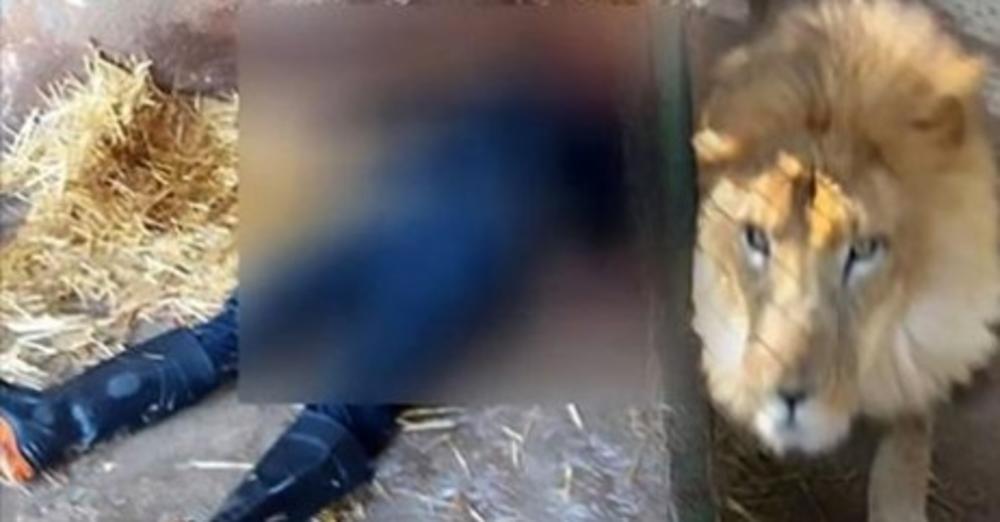 (VIDEO) JEZIVA SMRT: Čistio je lavlji kavez i zaboraovio da zatvori vrata, nije mu bilo spasa!