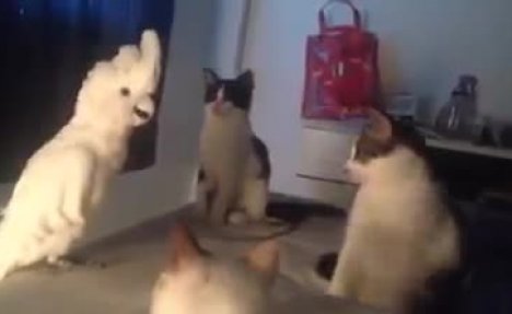 (VIDEO) KAD PAPAGAJ ZAMJAUČE: Kad ga budete čuli ostećete zbunjeni kao i ove mačke