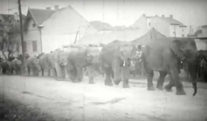 VIDEO: Kad su slonovi marširali Novim Sadom 