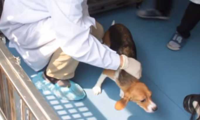 VIDEO: Kina klonirala genetski modifikovanog psa