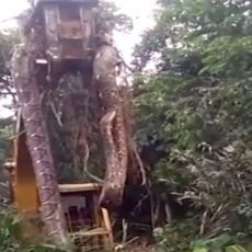 (VIDEO) NEVEROVATAN PRIZOR: Radnici u šumi naišli na ZMIJU rekordne veličine - SVET ostao u čudu