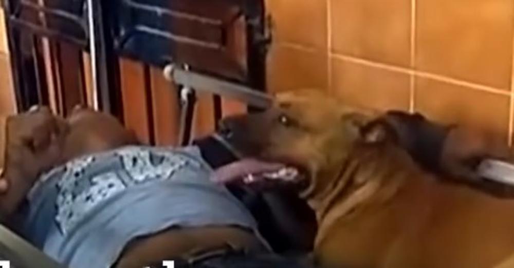 (VIDEO) NIŠTA EMOTIVNIJE NEĆETE VIDETI: Psi nisu hteli da se odvoje od svog vlasnika kada je doživeo nesreću! Uradili su nešto neverovatno!