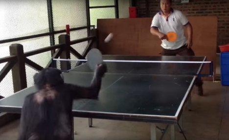(VIDEO) NJEGOVA REAKCIJA KAD OSVOJI POEN JE HIT: Majmun RAZBIO čoveka u stonom tenisu!