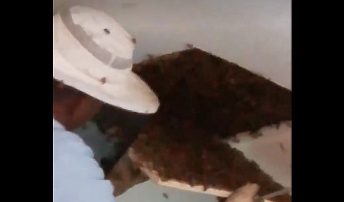 VIDEO: Na tavanu pronašla 120.000 pčela, nije čula zujanje