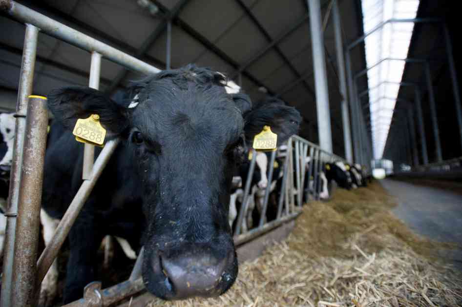 (VIDEO) PUSTIM BIJELO DUGME, MALO HALIDA, BUDE I MOCART, TAMO-AMO PA ŠTA BUDE Stočari otkrivaju: Evo uz koju muziku krave daju najviše mleka!