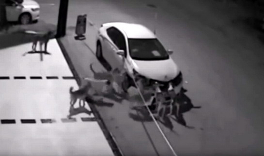 VIDEO: Pogledajte kako su divlji psi lutalice preko noći izgrizli novu Corollu