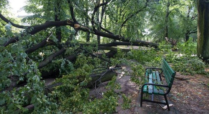 VIDEO: Poljska će do 2019. sklanjati drveće koje je oborila oluja 