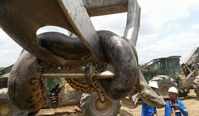 VIDEO: Pronađena najduža zmija ikad izmerena