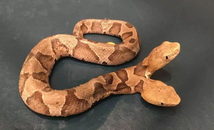 VIDEO: Pronađena otrovna dvoglava zmija