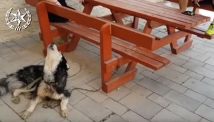 VIDEO: Pronašli psa tako što su mu pustili njegovu omiljenu pesmu