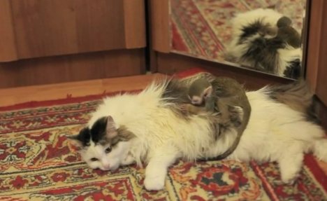 (VIDEO) Ruska mačka usvojila bebu majmuna