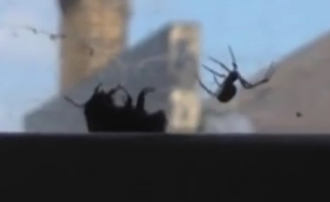 (VIDEO) SMRTONOSNI OBRAČUN: Pauk uhvatio bumbara u mrežu, ali onda je stigla pomoć