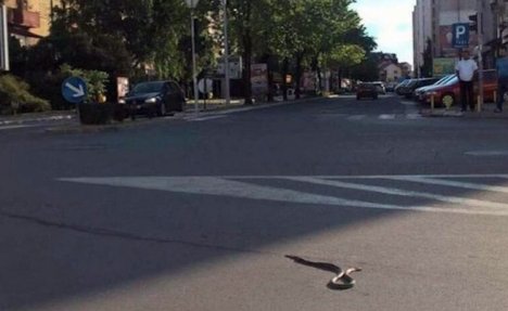 (VIDEO) STANOVNICI BIJELJINE U PANICI: Sve više zmija u centru grada